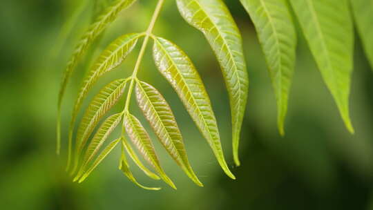 树叶植物