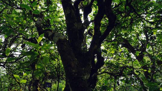 古树茶实拍素材，高杆古树茶、普洱古树茶9