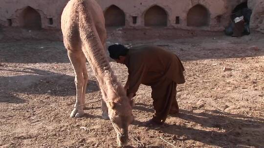 男人让骆驼趴下视频素材模板下载