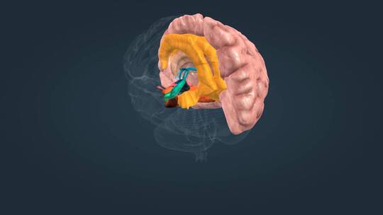 大脑边缘系统杏仁核下丘脑海马体扣带回大脑皮层海马旁回嗅觉通路视频素材模板下载
