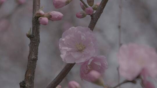 桃花中采蜜的蜜蜂升格慢镜头LOG