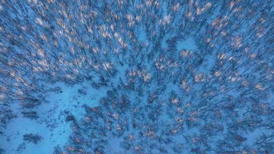 森林俯拍大兴安岭山林冬季白桦树林雪景光影
