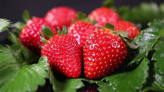 草莓红草莓白草莓科研捡种子空镜头视频素材模板下载
