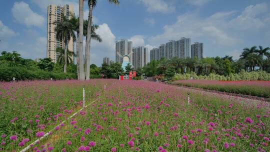 花卉公园马鞭草丛林秘境