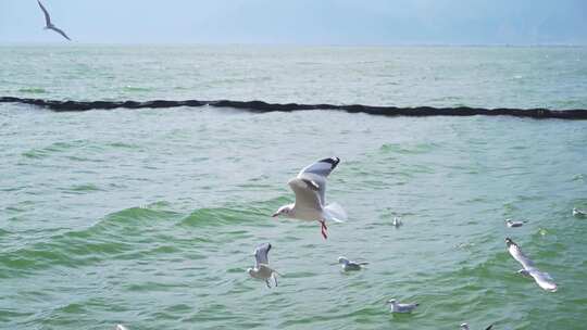 洱海上成群结队的海鸥