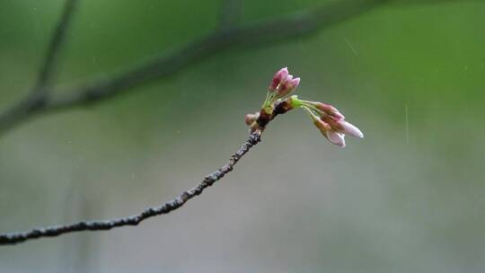 春天春雨樱花唯美升格空镜