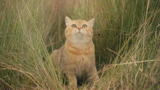4k宠物小猫咪在户外草丛玩耍