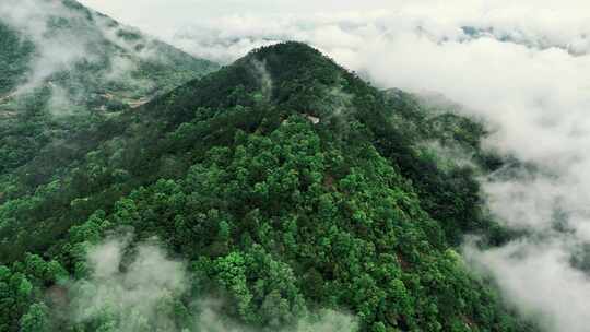 森林 大山 山川