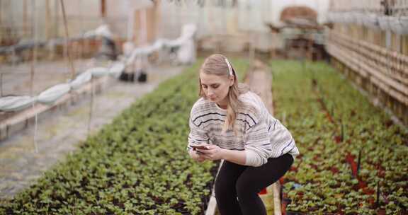 女人用手机给温室里的植物拍照