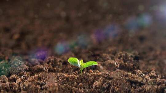 植物幼苗破土而出