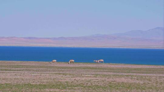西藏达则错湖边的藏羚羊群视频素材模板下载