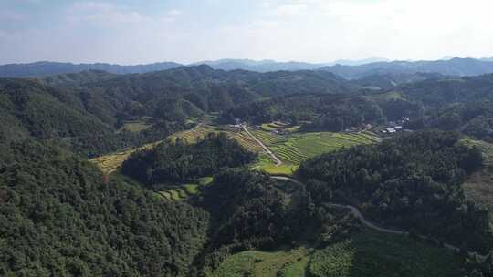 金黄稻田梯田农业种植航拍