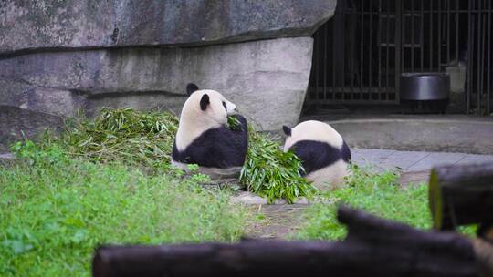 中国国宝大熊猫视频素材模板下载