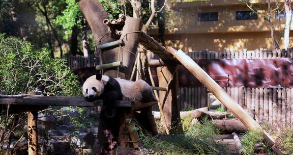大熊猫睡觉8K实拍