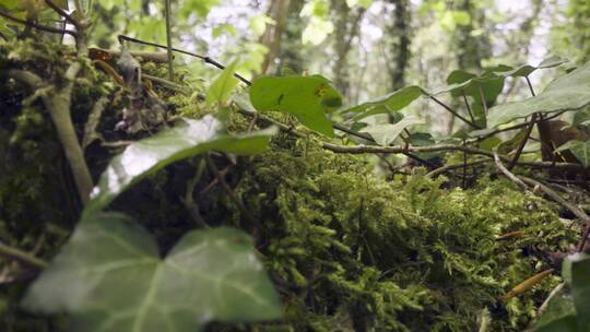 雨林树木上的青苔视频素材模板下载