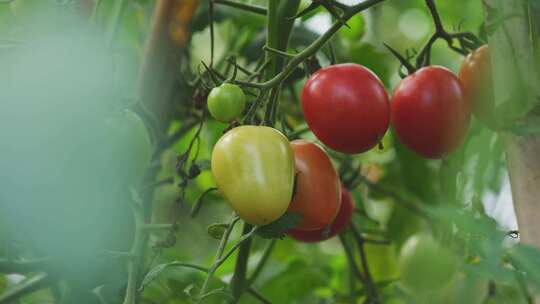 小番茄 西红柿 圣女果种植