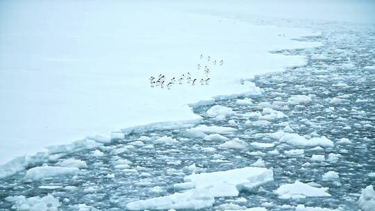 企鹅在冰川上前行