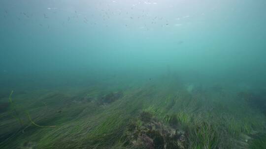 海底海草鱼类海洋生物