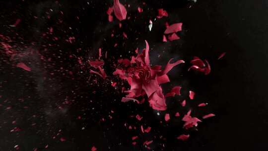 4K玫瑰花炸裂视频素材模板下载