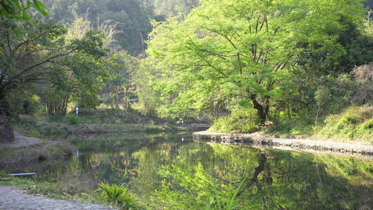 大树树林森林湖泊湖畔湖水水库倒影