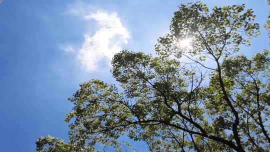 夏天阳光穿过树林树叶子风景视频素材视频素材模板下载
