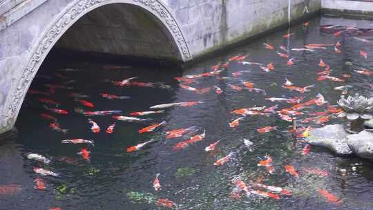 水池中游动的锦鲤鱼群