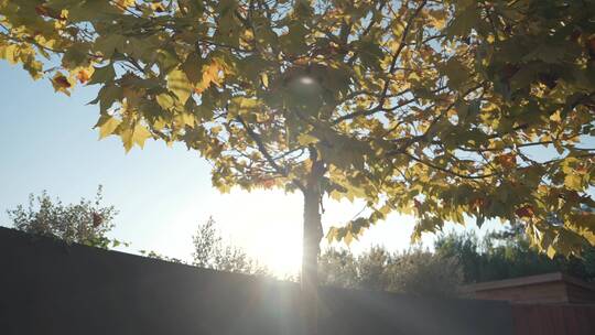 秋天来了叶子黄了树木树叶 (5)视频素材模板下载