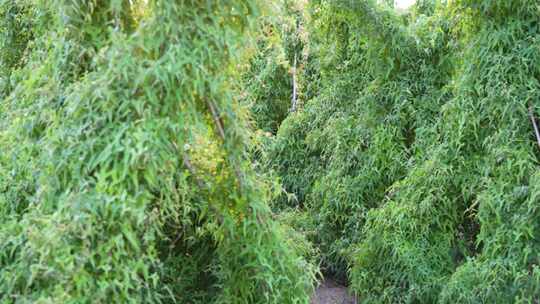 种植的山药，山药架