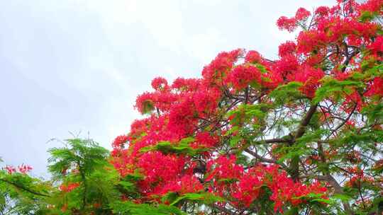 盛开的凤凰花红色花朵树木