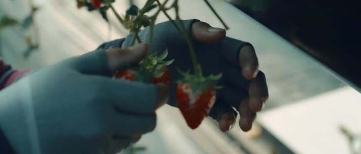 草莓采摘种植视频素材