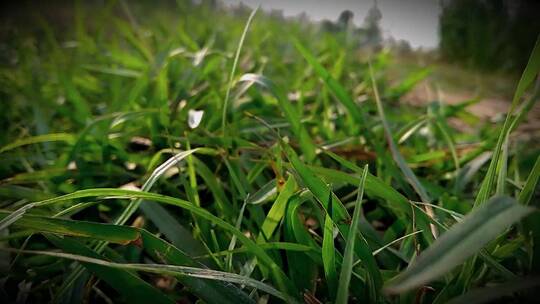 绿色草地的特写镜头