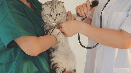 兽医给宠物猫咪检查健康视频素材模板下载
