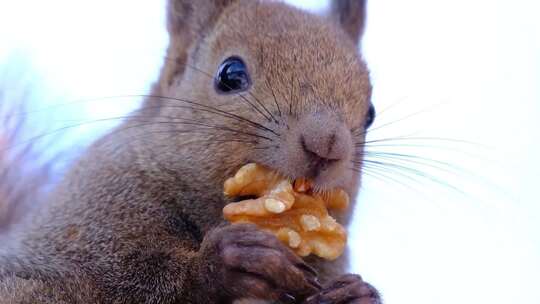 可爱的红松鼠吃东西松鼠吃核桃仁坚果特写