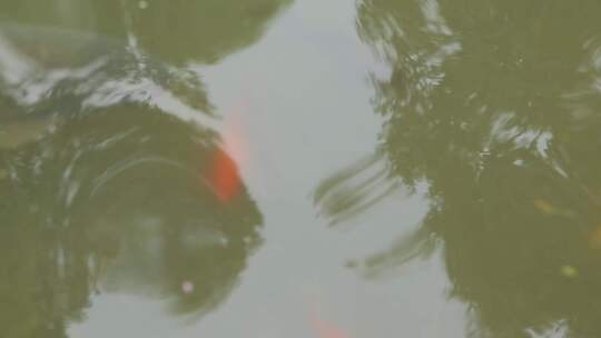 成都湿地池塘鲤鱼高清实拍视频