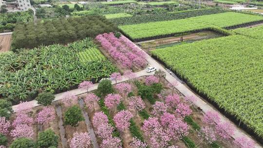 广东省广州市南沙马克村紫花风铃