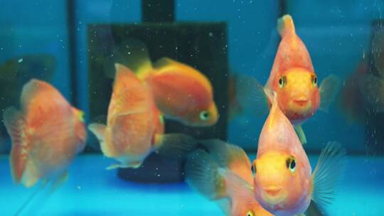金鱼在鱼缸里游动视频素材模板下载