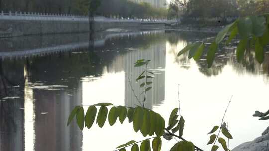 草地 户外 公园 阳光 背光 自然 树