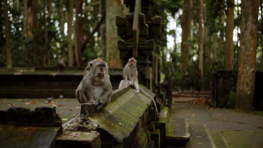 两只猴子坐在树林里的混凝土栅栏上视频素材模板下载