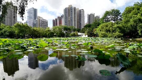 深圳洪湖公园延时摄影、荷花