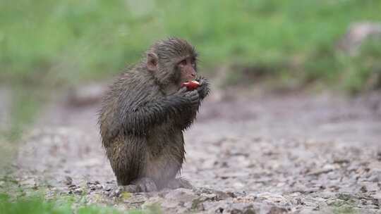 雨中吃苹果的藏猕猴