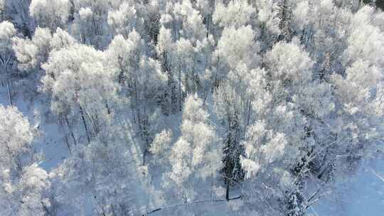 新疆喀纳斯雪松