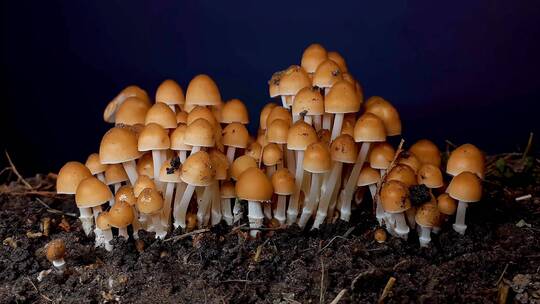 蘑菇生长过程