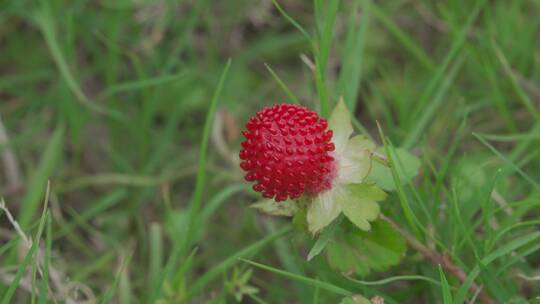 城市绿化带里的植物——蛇莓