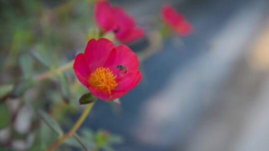 万物生长季节花园花丛鲜花盛开蜜蜂