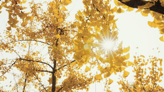 秋天 银杏  阳光透过树叶视频素材模板下载