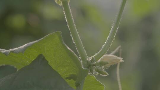 黄瓜种植LOG视频素材模板下载