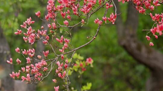 高山杜鹃花10