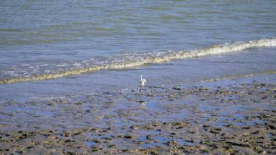 4K升格实拍海边退潮滩涂觅食的野生海鸟视频素材模板下载