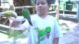 动物园里小朋友与鹦鹉开心的互动1高清在线视频素材下载