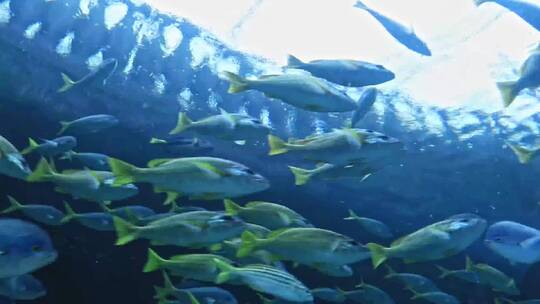 一群鱼在水下游泳视频素材模板下载